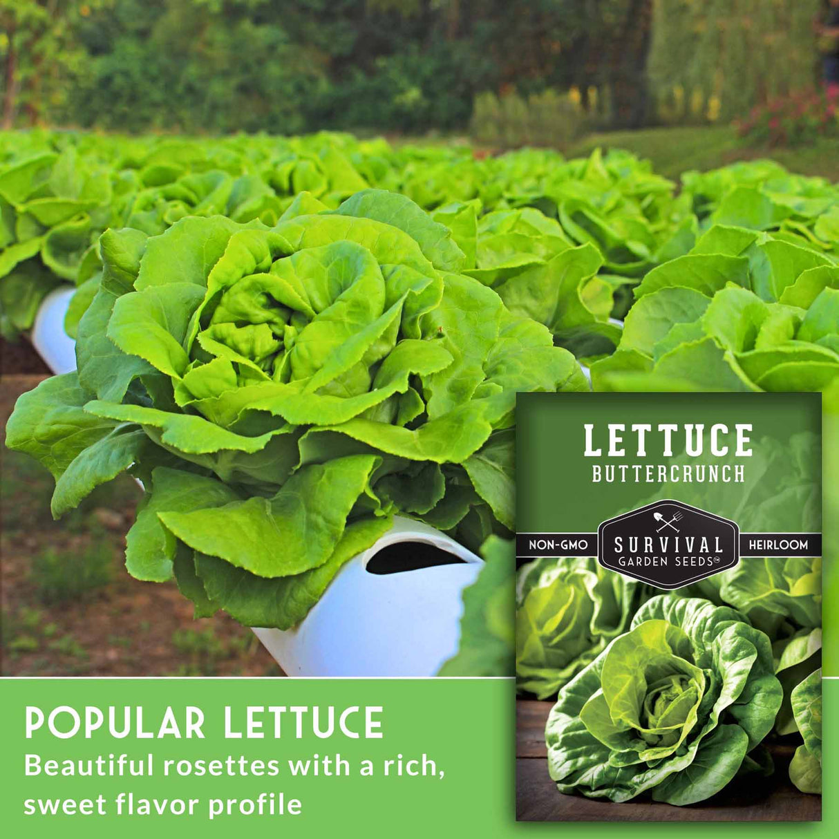 Popular lettuce
