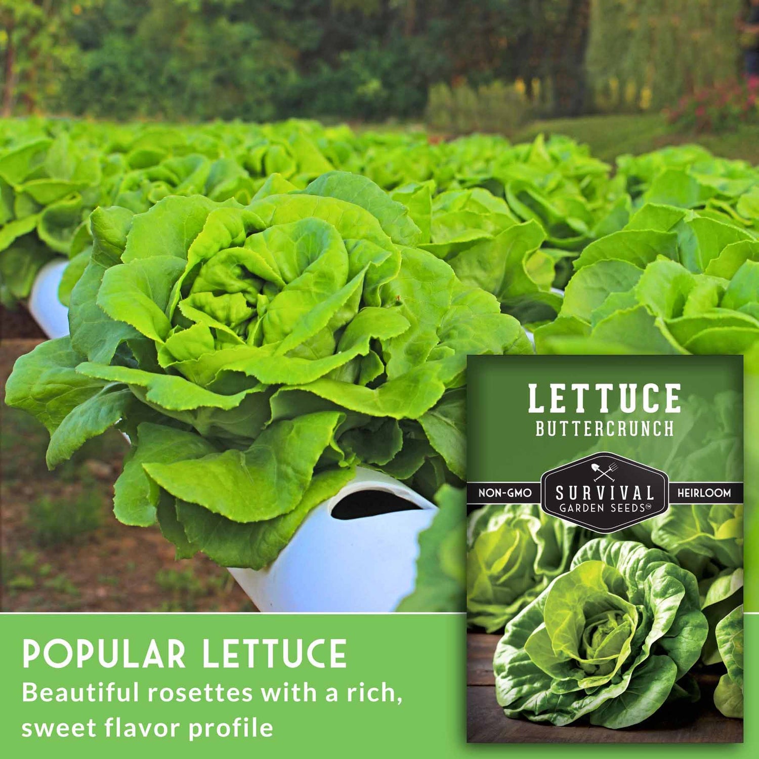 Popular lettuce