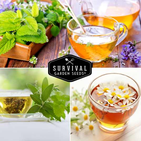 Medicinal tea with flowers and mint