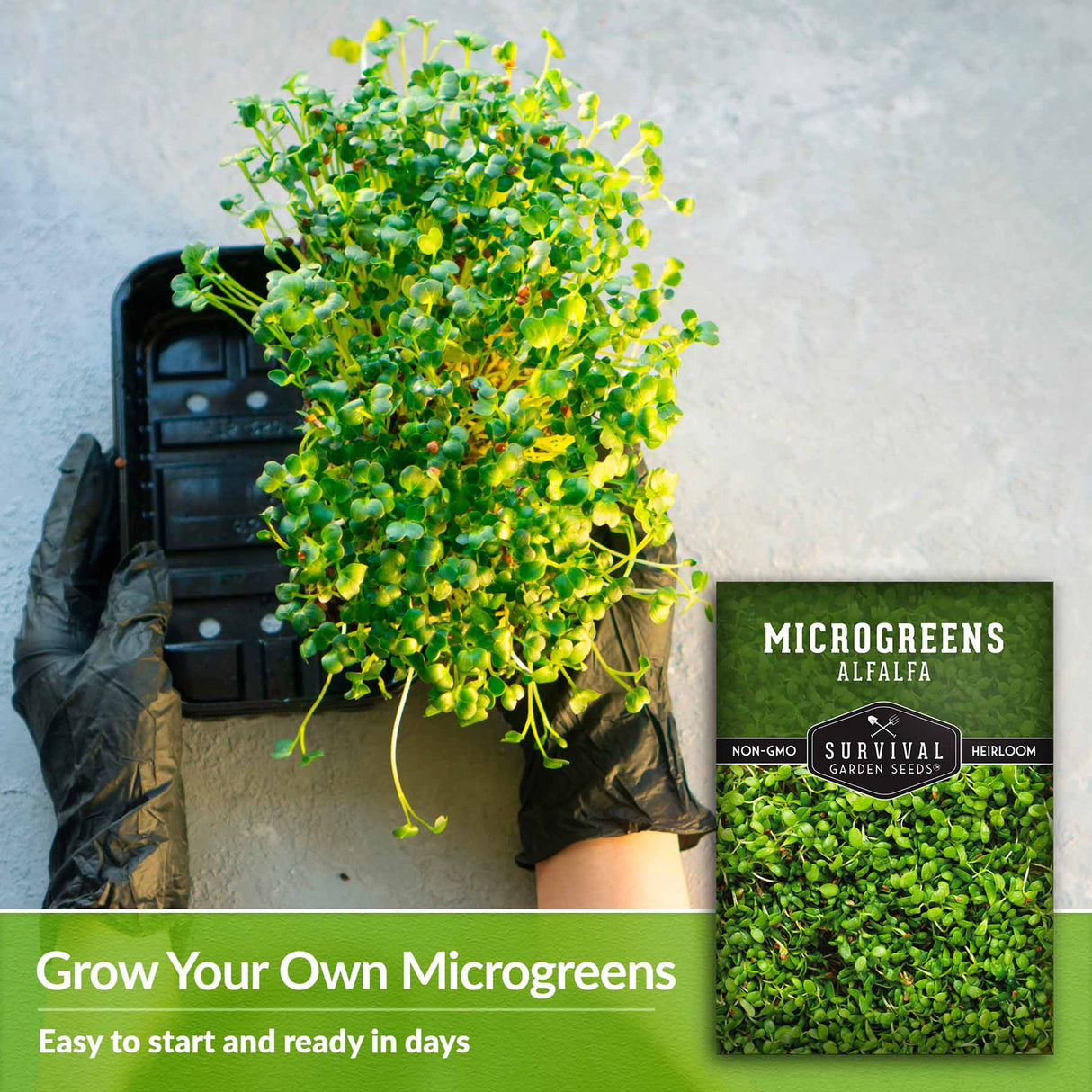 grow your own microgreens
