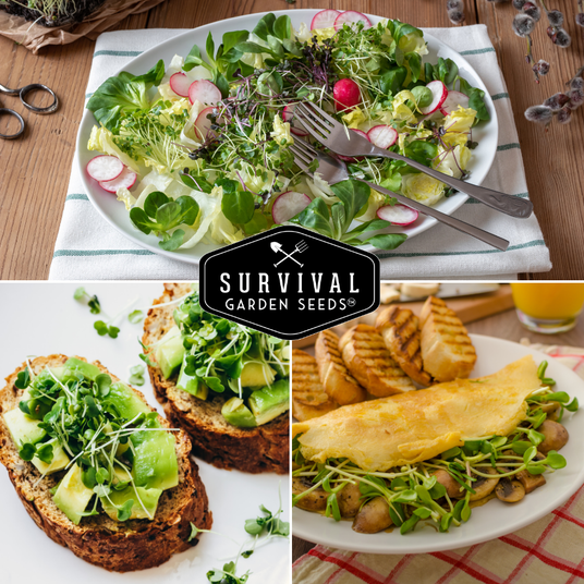 salads and sandwiches with microgreens