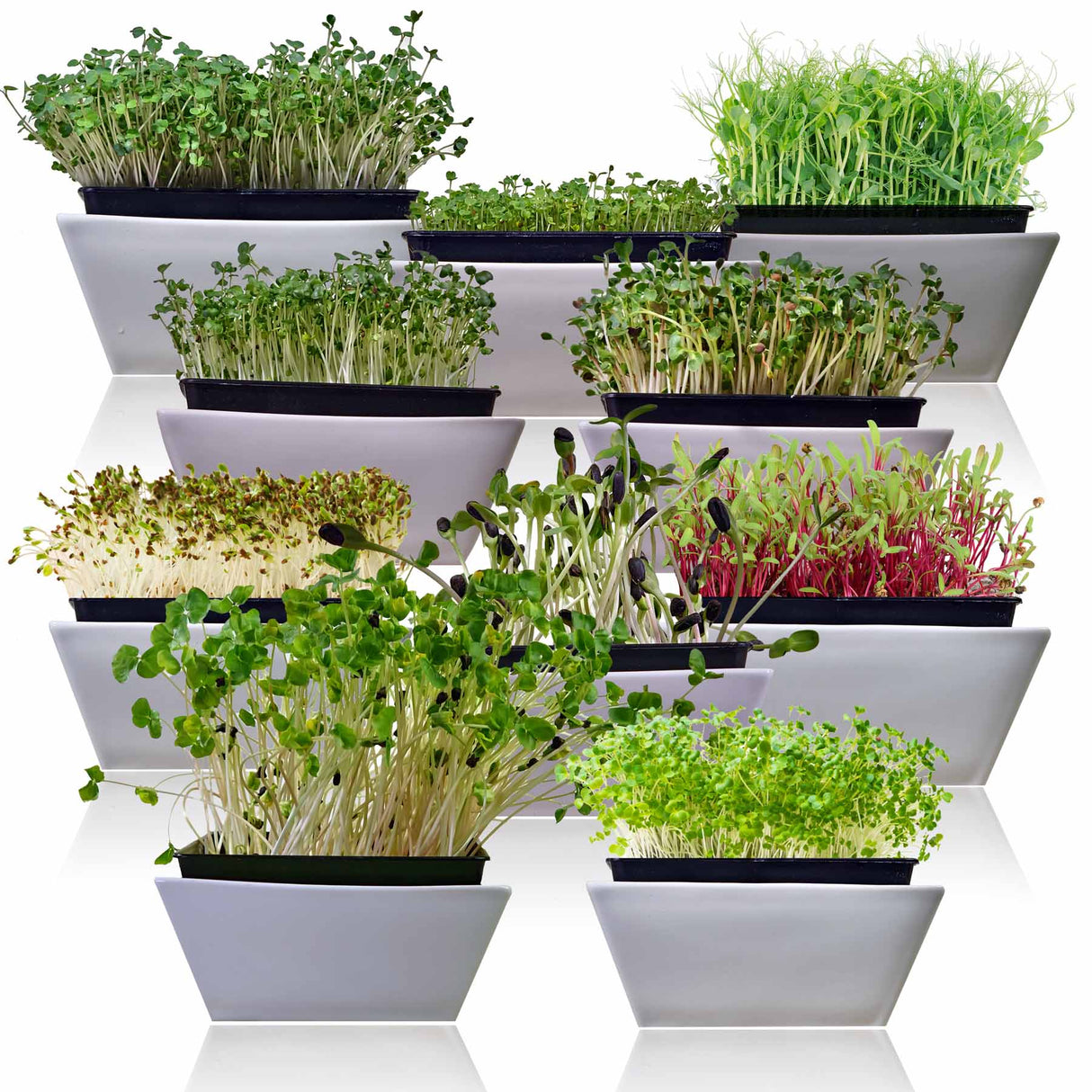 10 Varieties of Microgreens Seeds