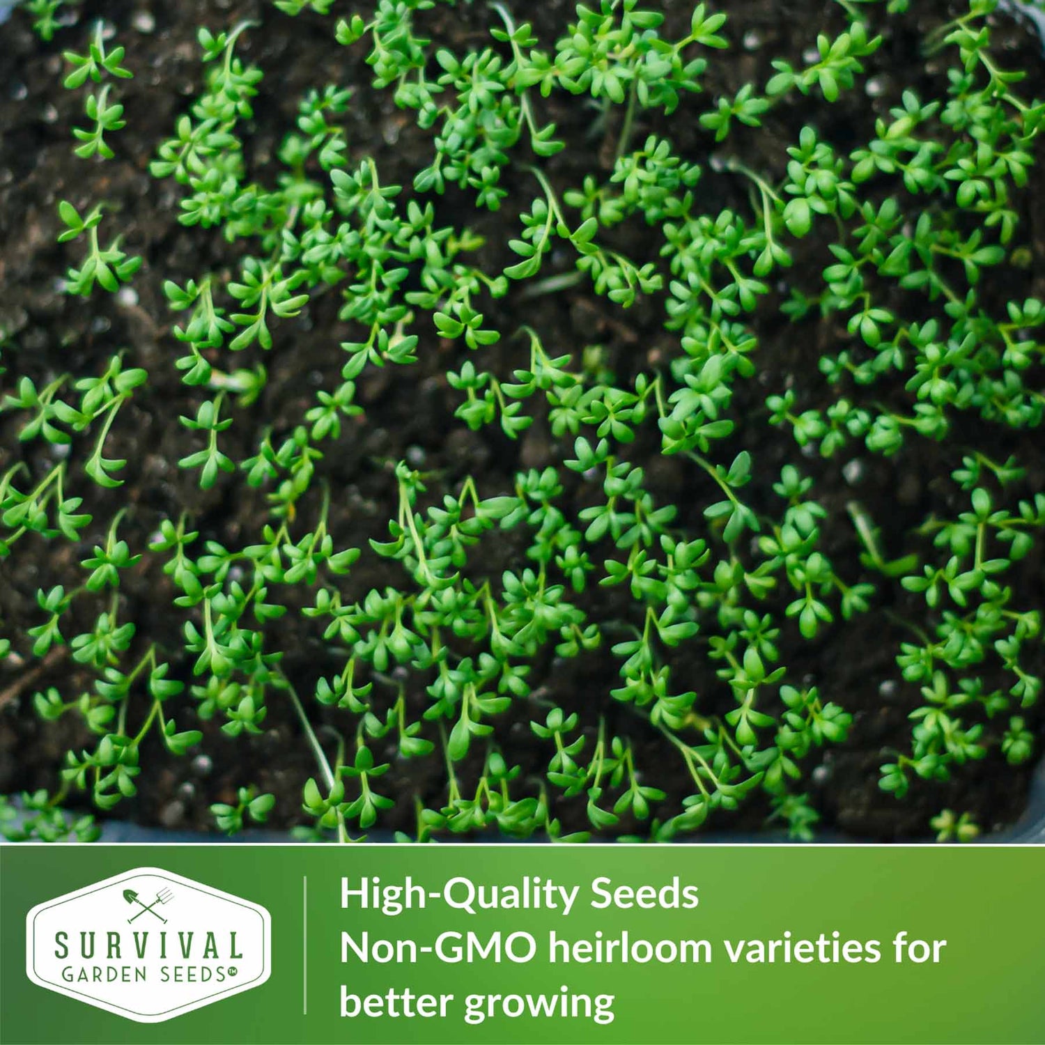 High-quality heirloom seeds