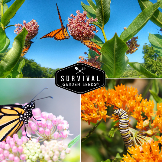 Monarch butterflies and caterpillars on milkweed flowers