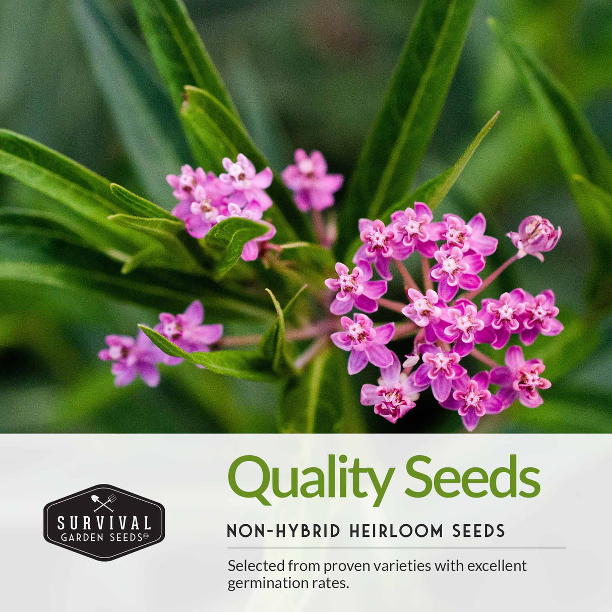Purple flowers with green leaves and Survival Garden Seeds logo on a white background
