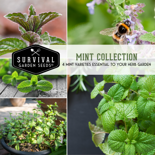 mint plants