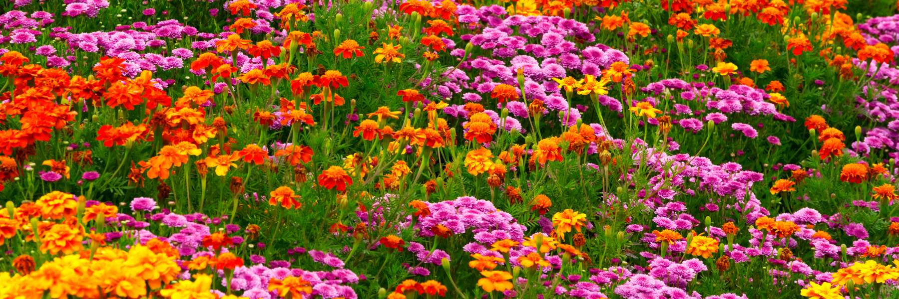 Mother's Day Sale - Save 20% off all Flower Seeds