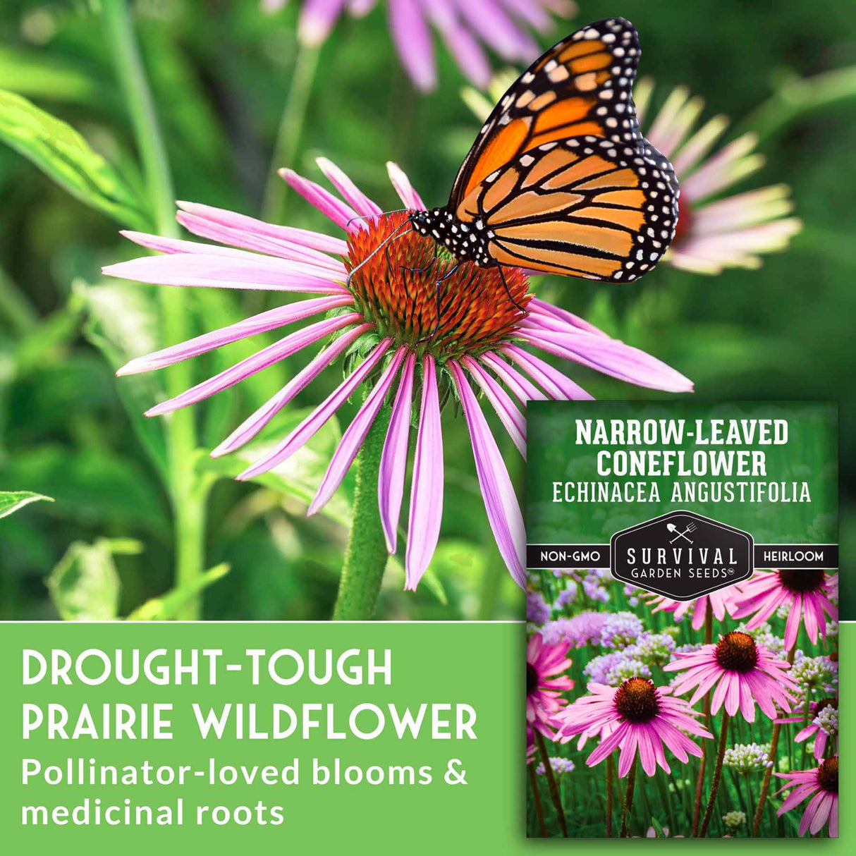 Drought-Tough Prairie Wildflower