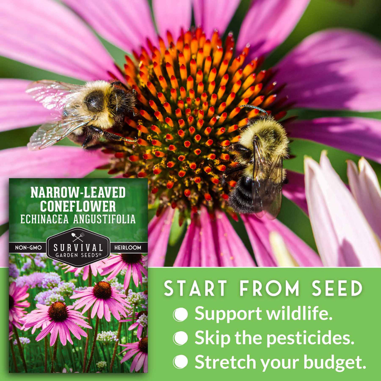 Start from seed