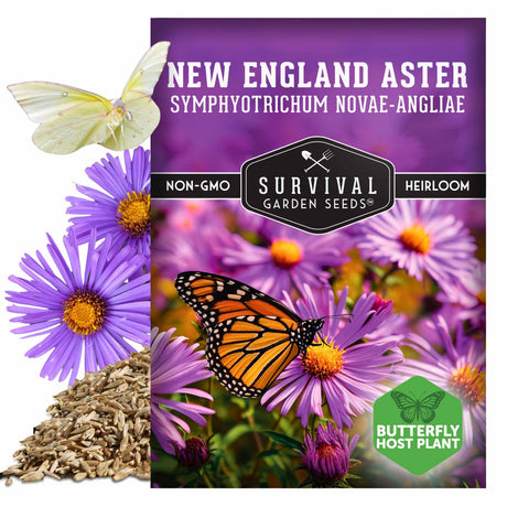 New England Aster Seeds - Symphyotrichum novae-angliae