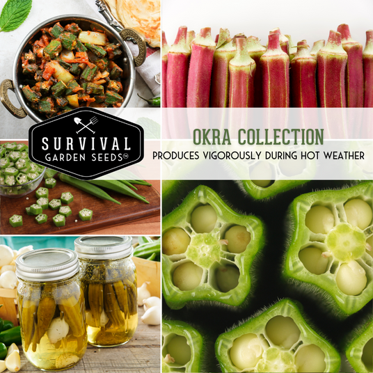 Okra pods, fresh, cooked & pickled
