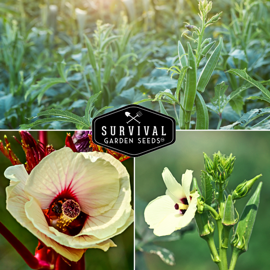Okra Flowers