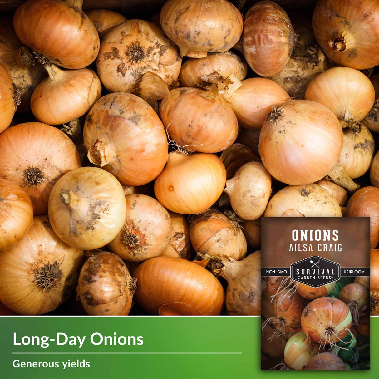 Long Day onions - generous yields