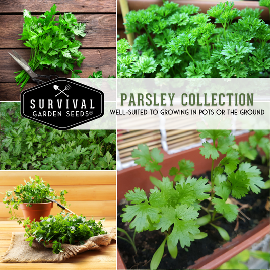 Parsley Collection - well suited to growing in pots or in the ground