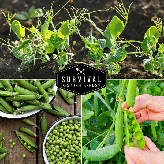 Sweet pea plants and fresh peas