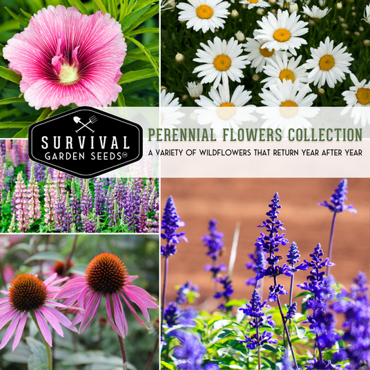 Perennial Flowers Collection - a variety of wildflowers that return year after year