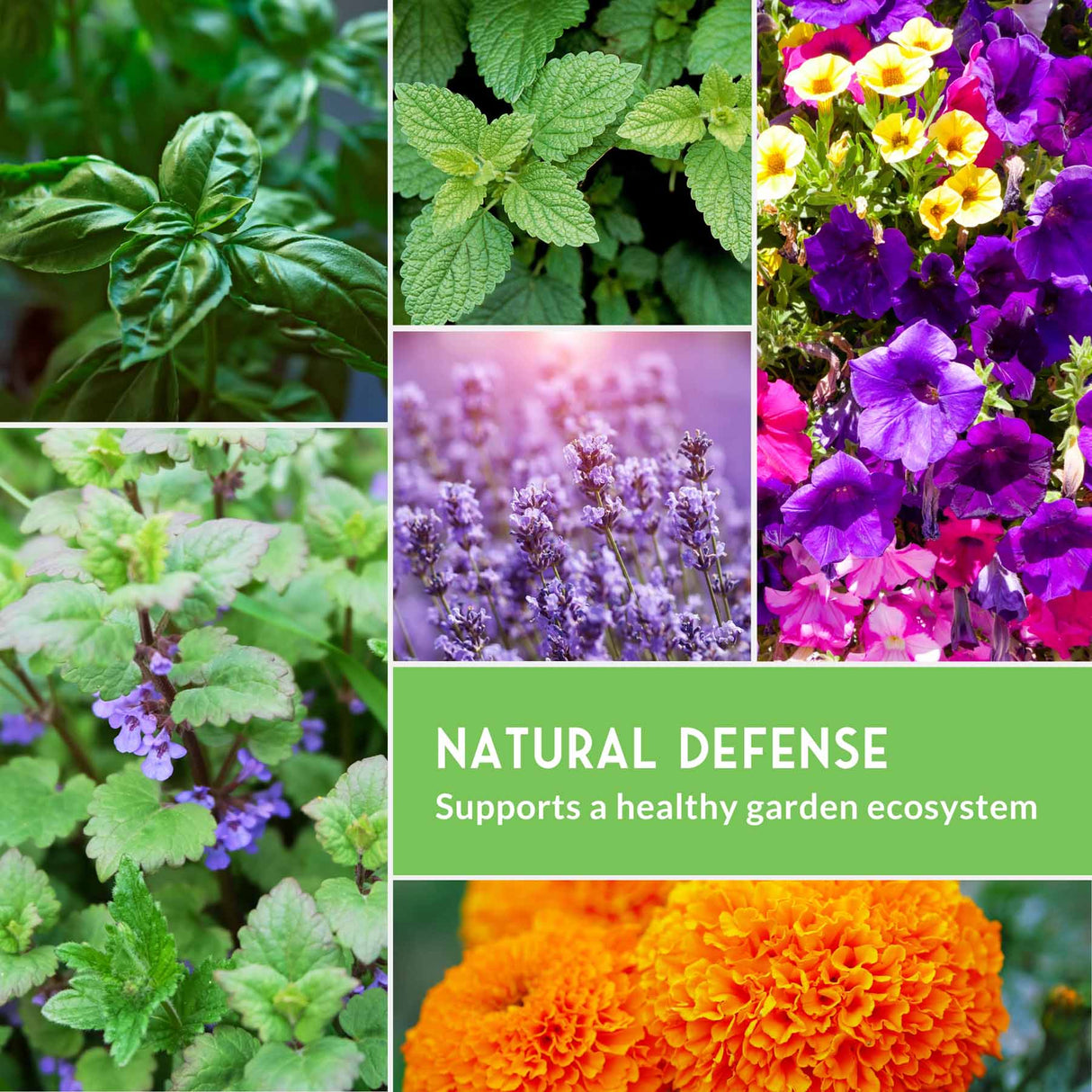 Natural defense - supports a healthy garden ecosystem