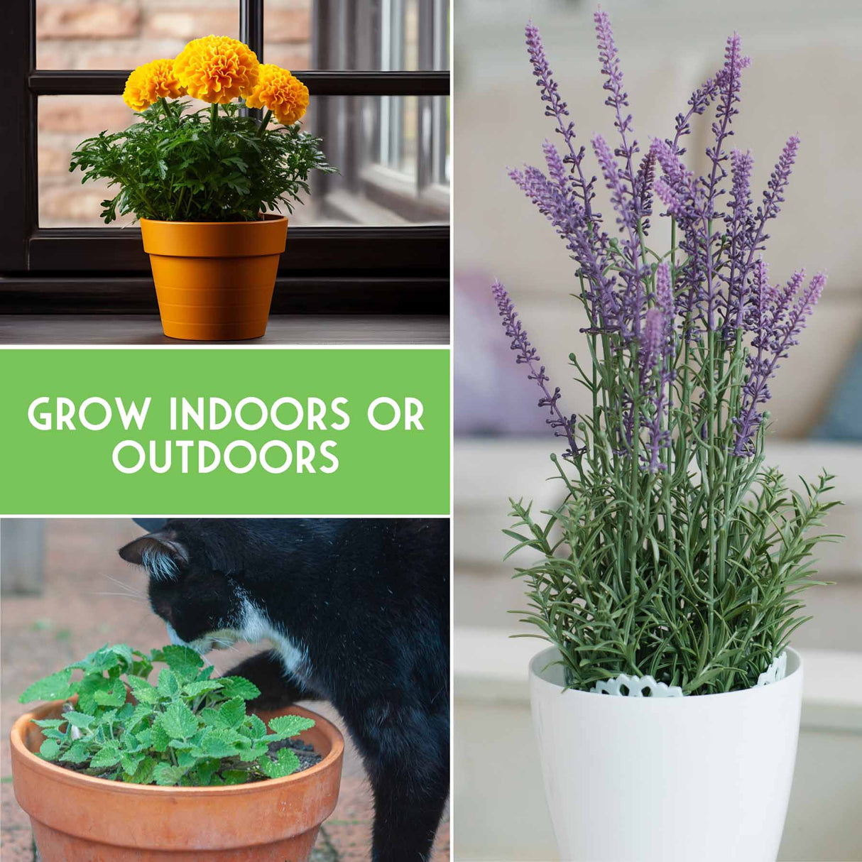 Grow herbs indoors or outdoors