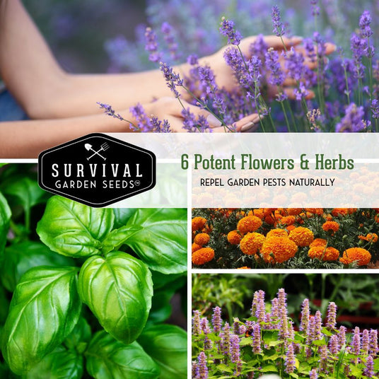 Pest Defense Seed Collection - Repel pests naturally