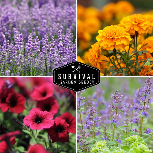 Lavender, marigold, petunia and hyssop flowers
