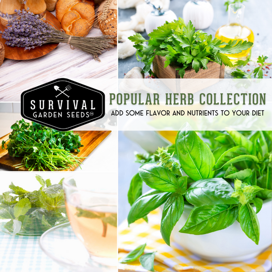Popular herb collection - add some flavor and nutrients to your diet