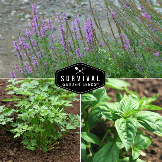 parsley, lavender and basil