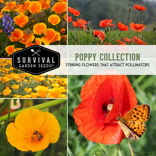 Poppy Collection - striking flowers that attract pollinators
