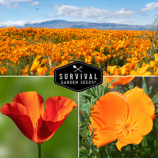 California poppies in a field