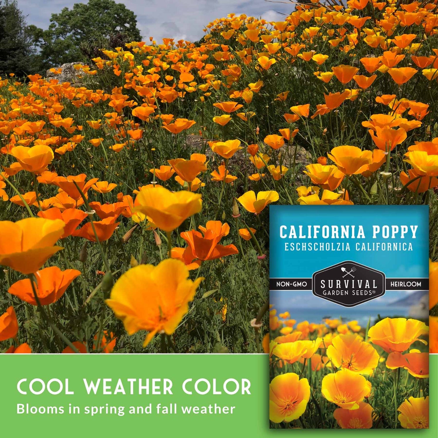 Field of orange California poppies with a seed packet overlay.