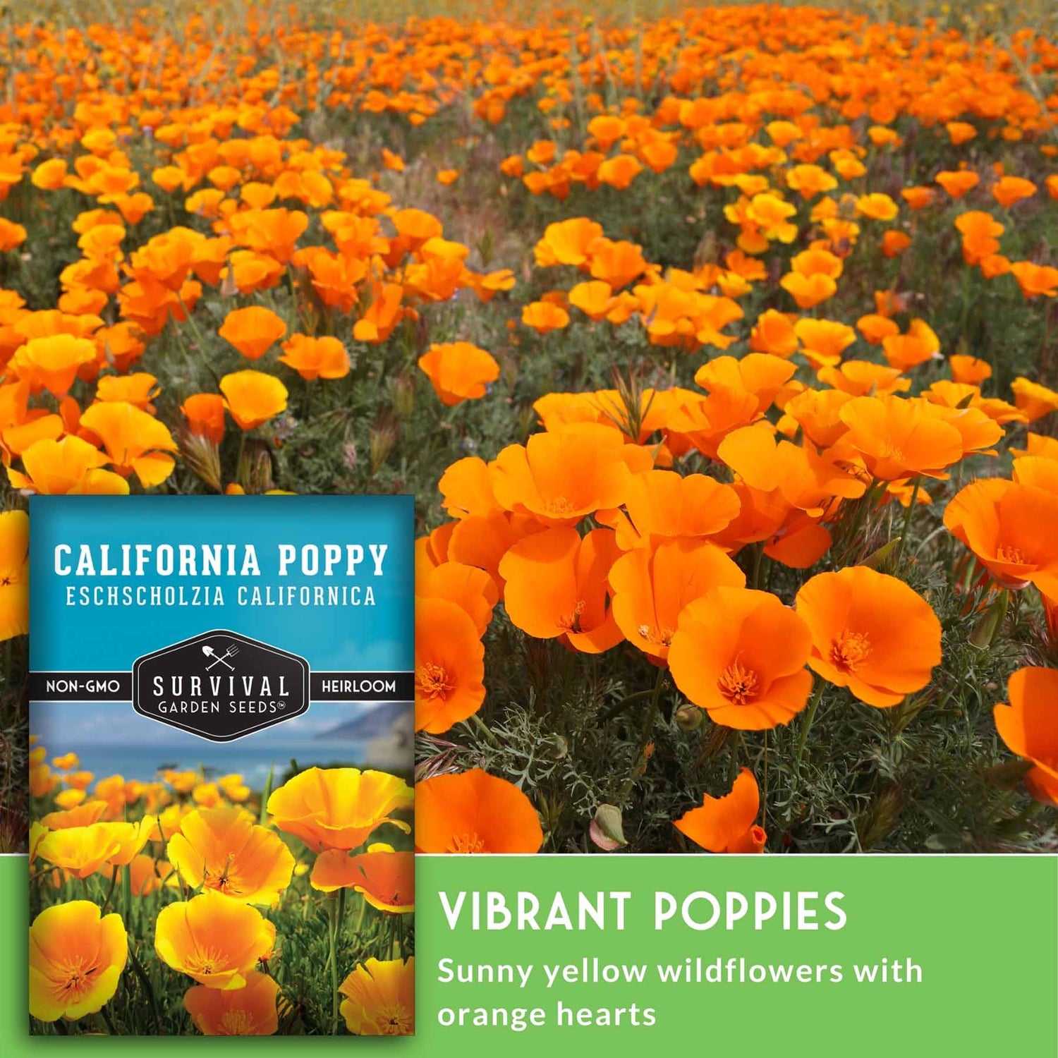 Field of orange California poppies with a seed packet overlay. Vibrant poppies