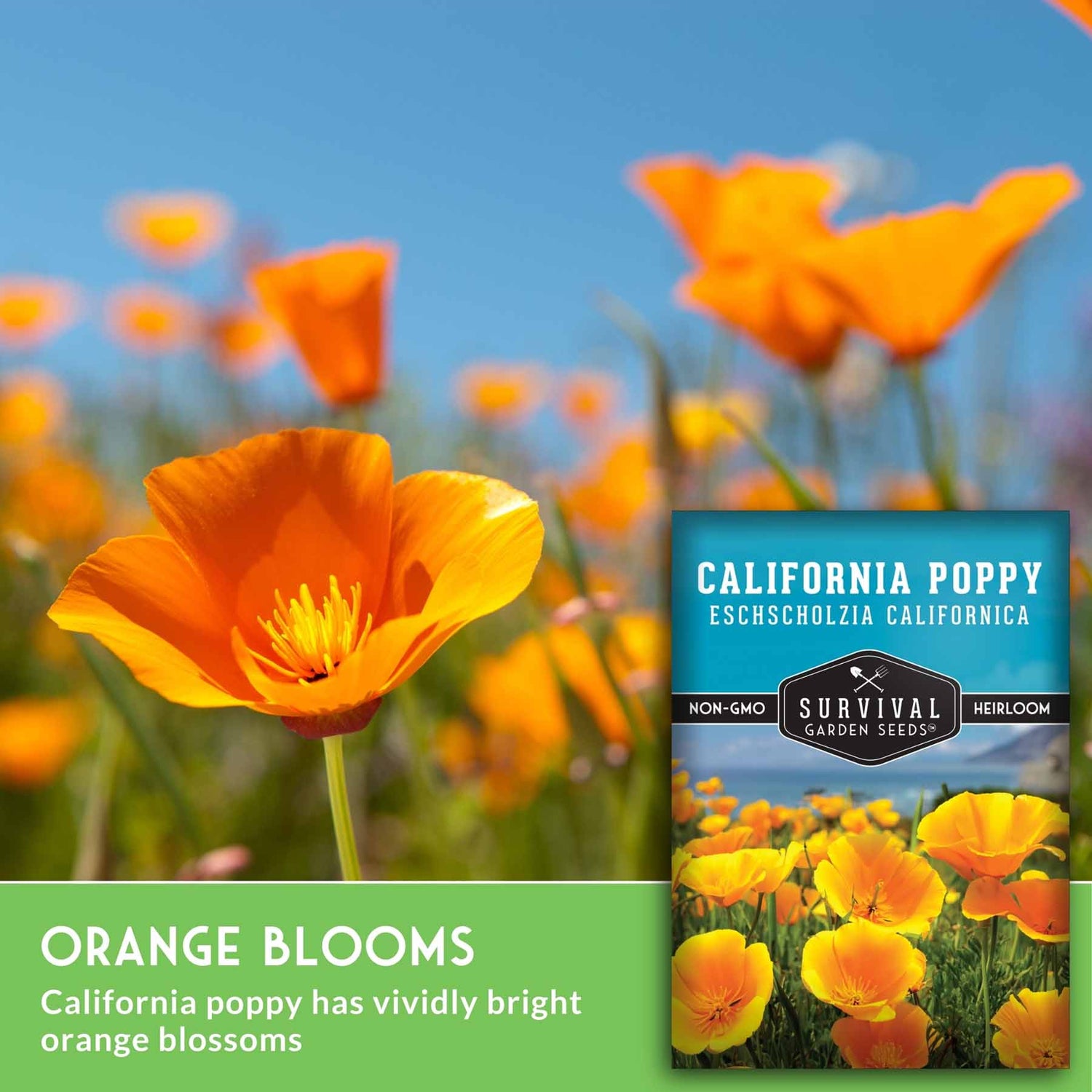 California poppy flowers with a seed packet labeled 'California Poppy' on a blurred background. Orange blooms.