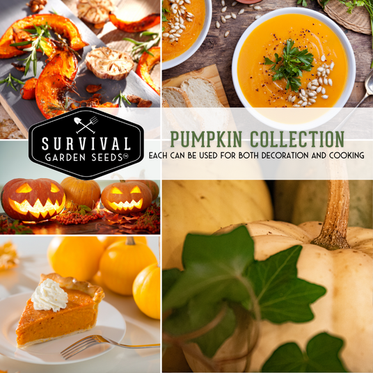 Pumpkin Collection - each can be used for both decoration and cooking