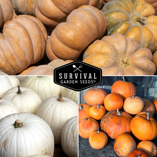 White, and orange pumpkins