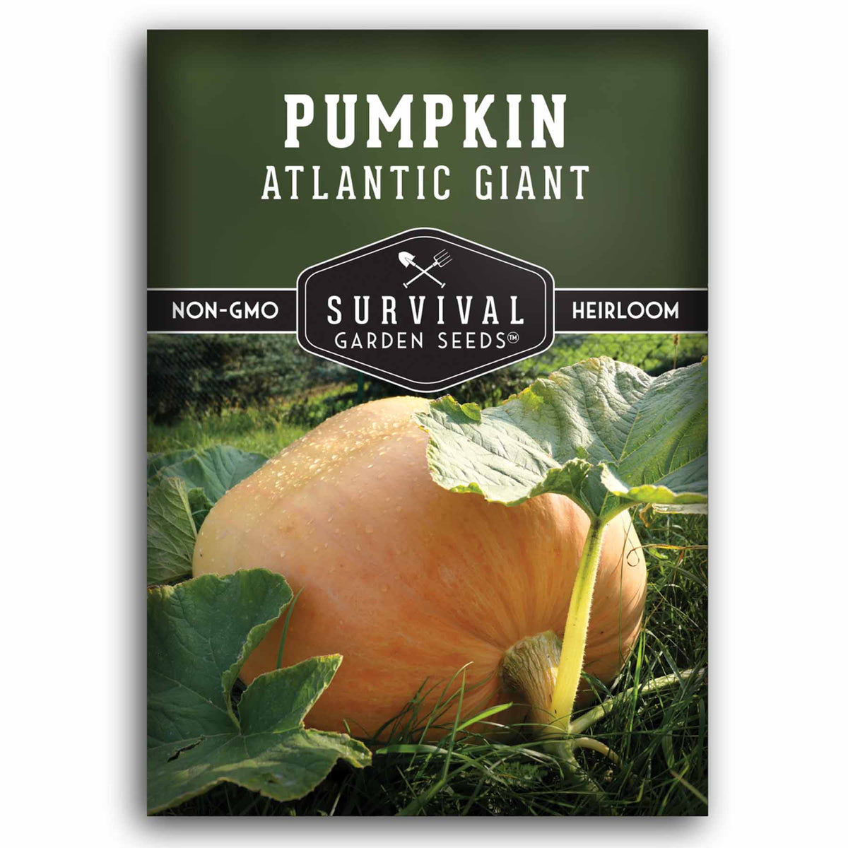 giant pumpkin seeds for planting Atlantic Giant Pumpkin Heirloom Seeds