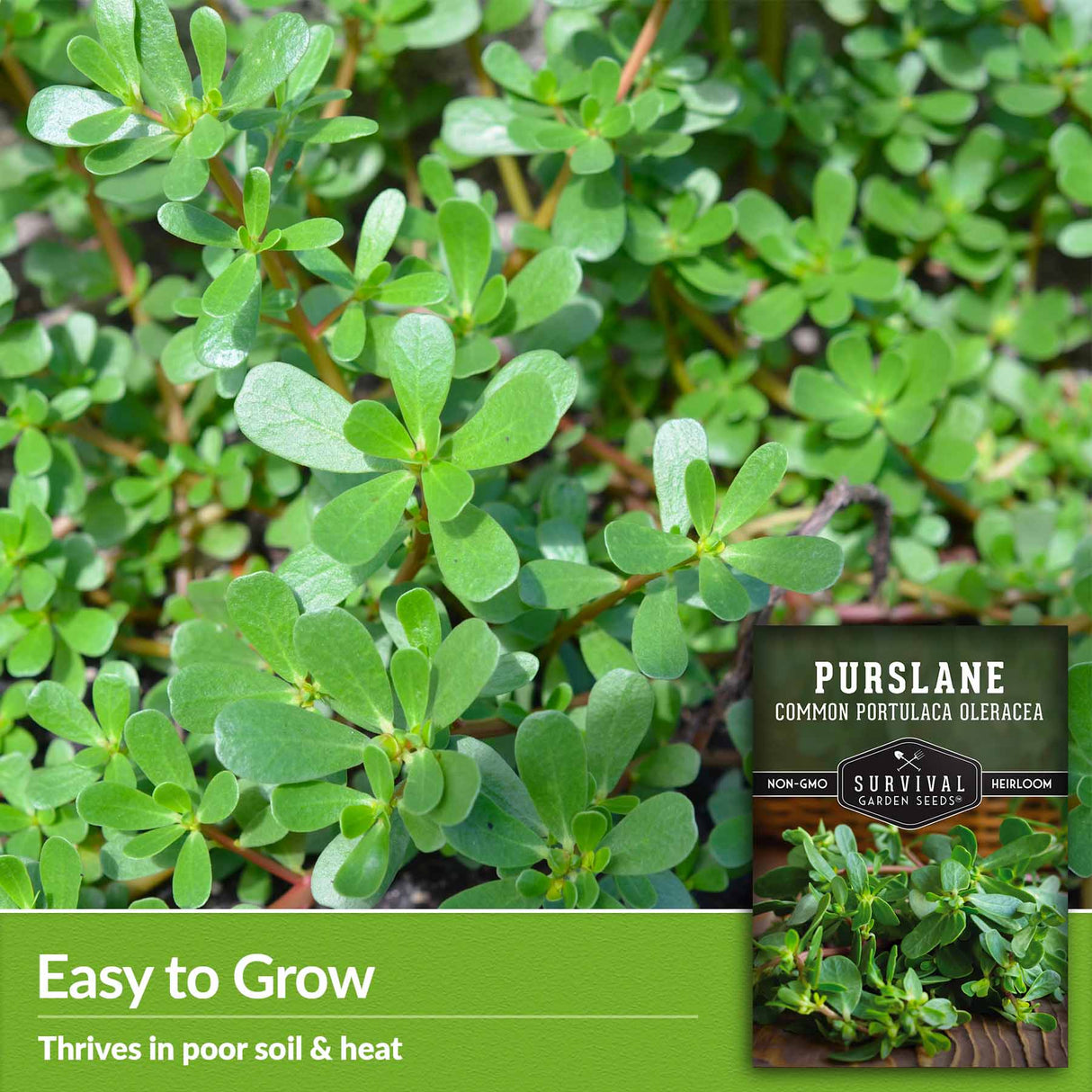 Easy to grow