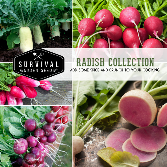 Radish collection - add some spice and crunch to your cooking