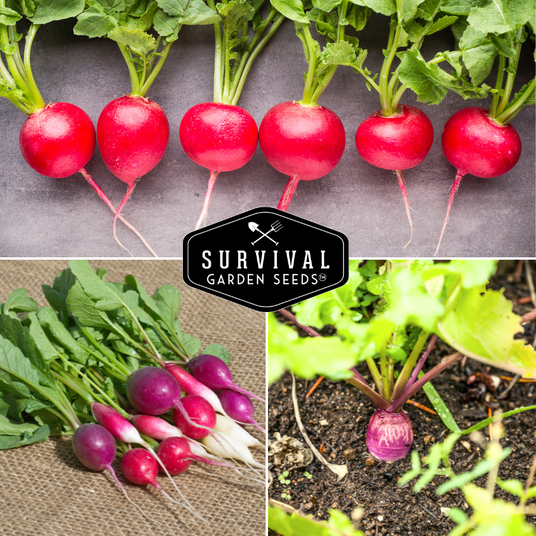 Radishes