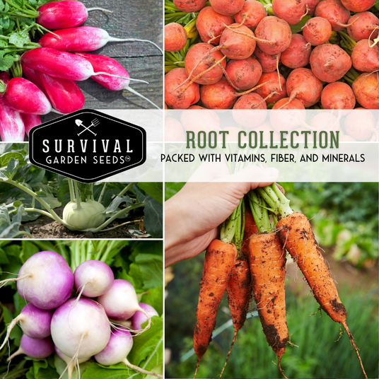 radishes, kohlrabi beets and carrots