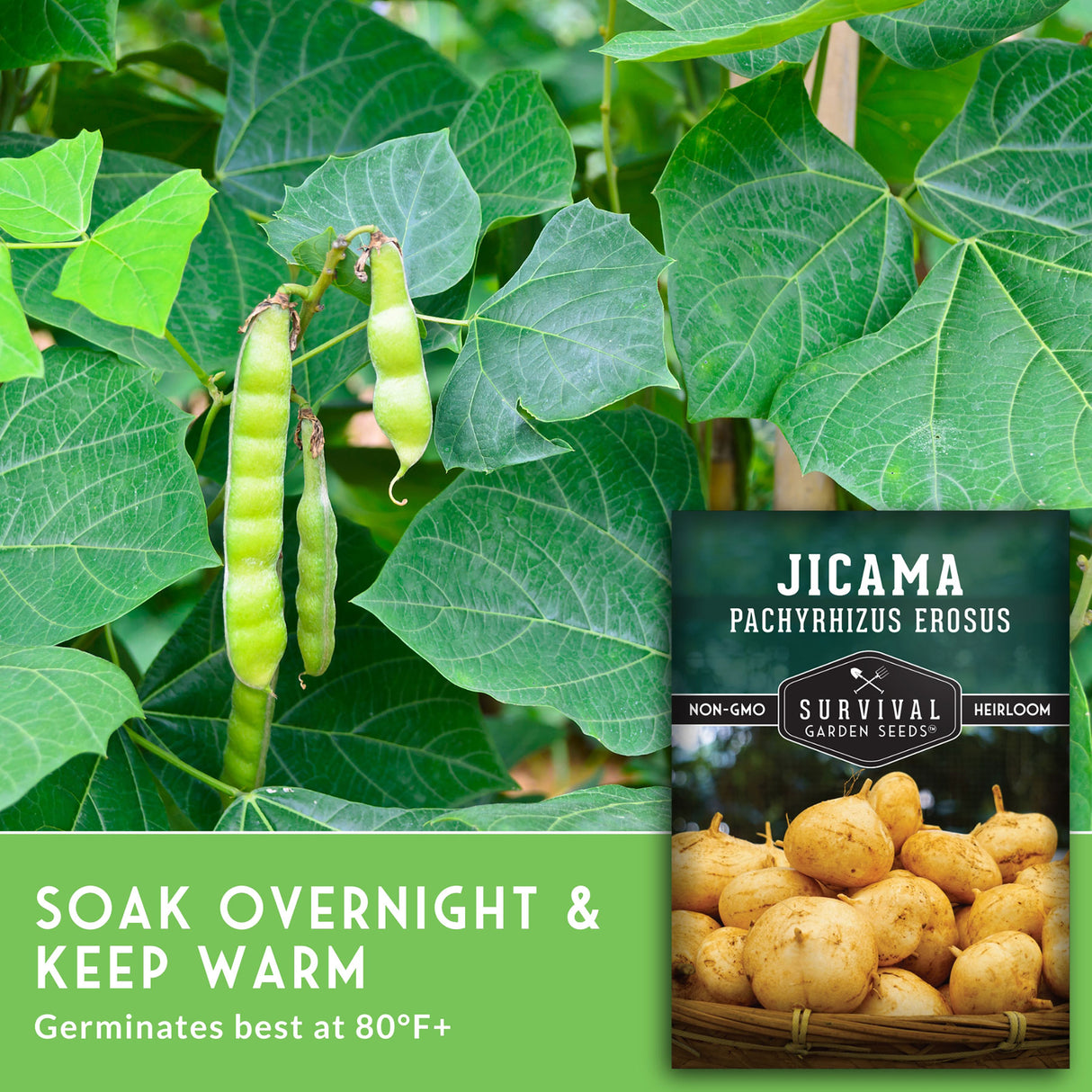 Jicama seeds packet with jicama roots and green leaves in the background