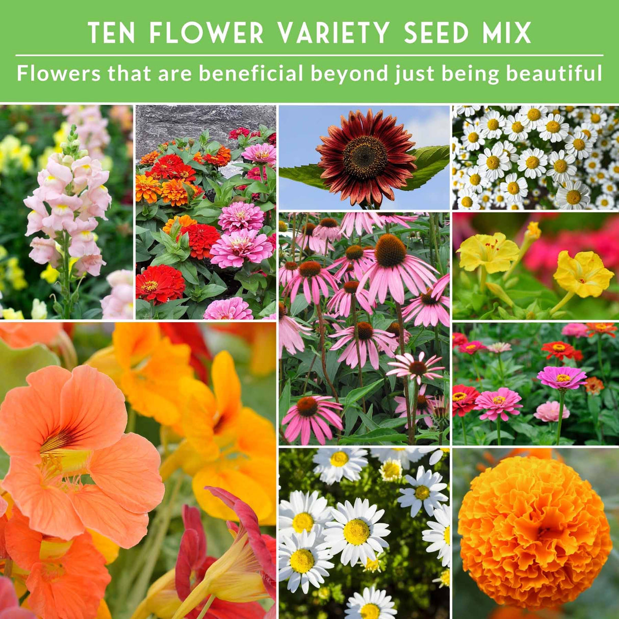 Collage of various flowers with text about a ten-flower variety seed mix.