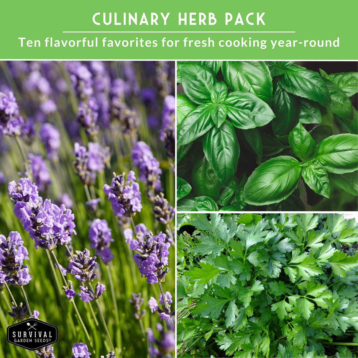 Culinary herb pack with images of cilantro, basil and lavender