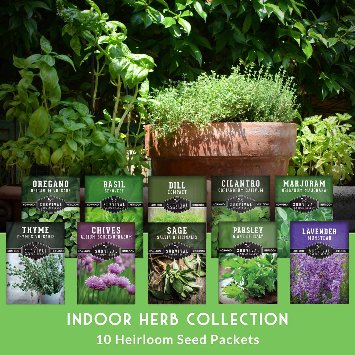 A promotional display for the Indoor Herb Collection, showing ten different herb seed packet cards arranged in two rows in front of a large potted basil plant. The packets are labeled for herbs including Oregano, Basil, Dill, Cilantro, Marjoram, Thyme, Chives, Sage, Parsley, and Lavender.