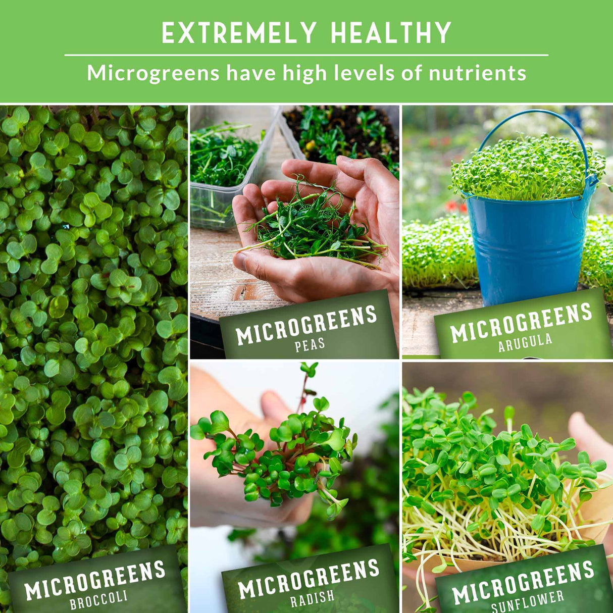 Collage of microgreens with text highlighting their health benefits and types.