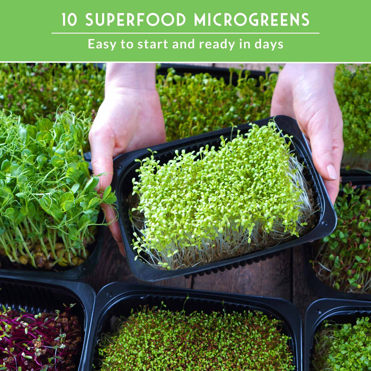 Superfood microgreens in a container with text about starting them easily.