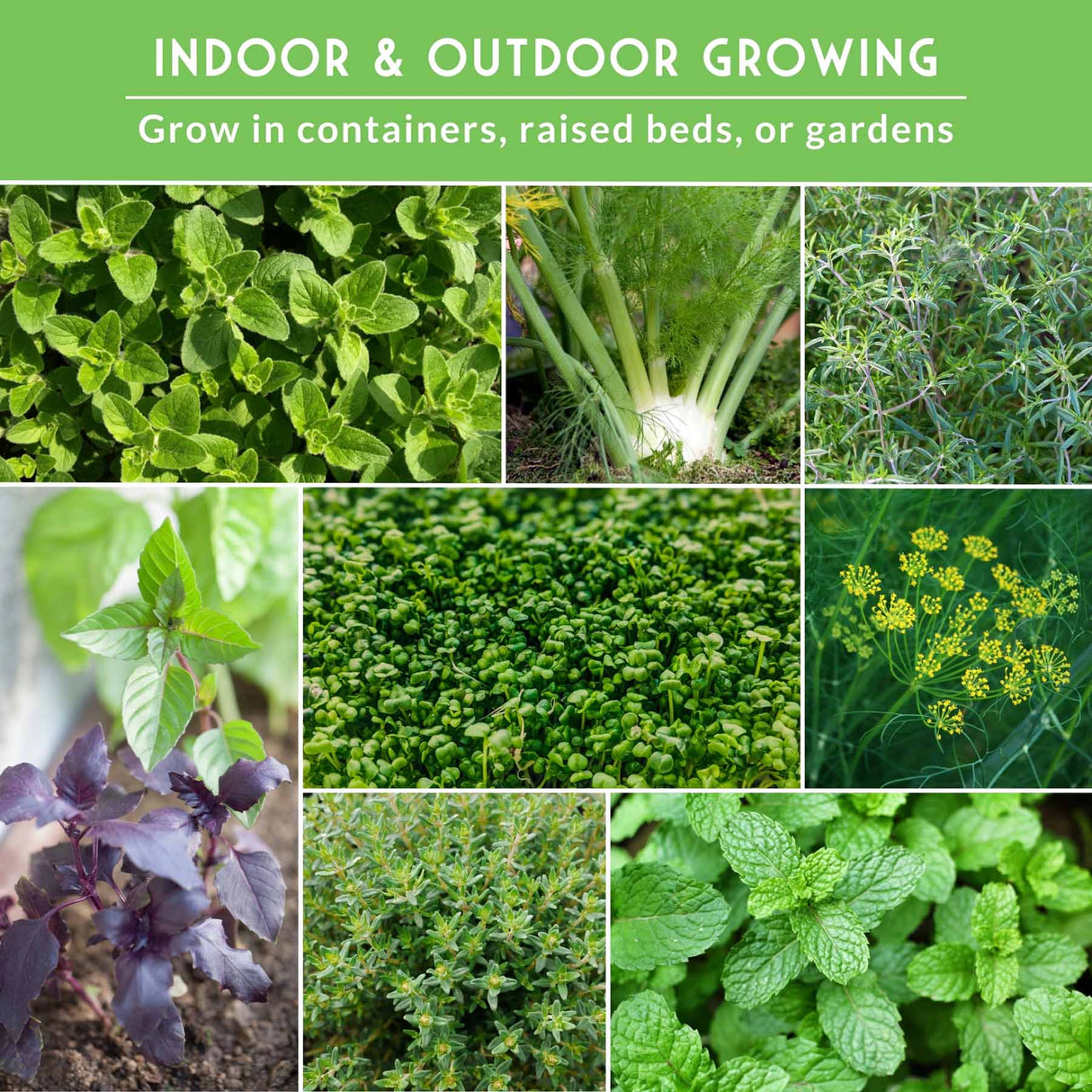 Various herb plants with text that says Indoor and Outdoor growing