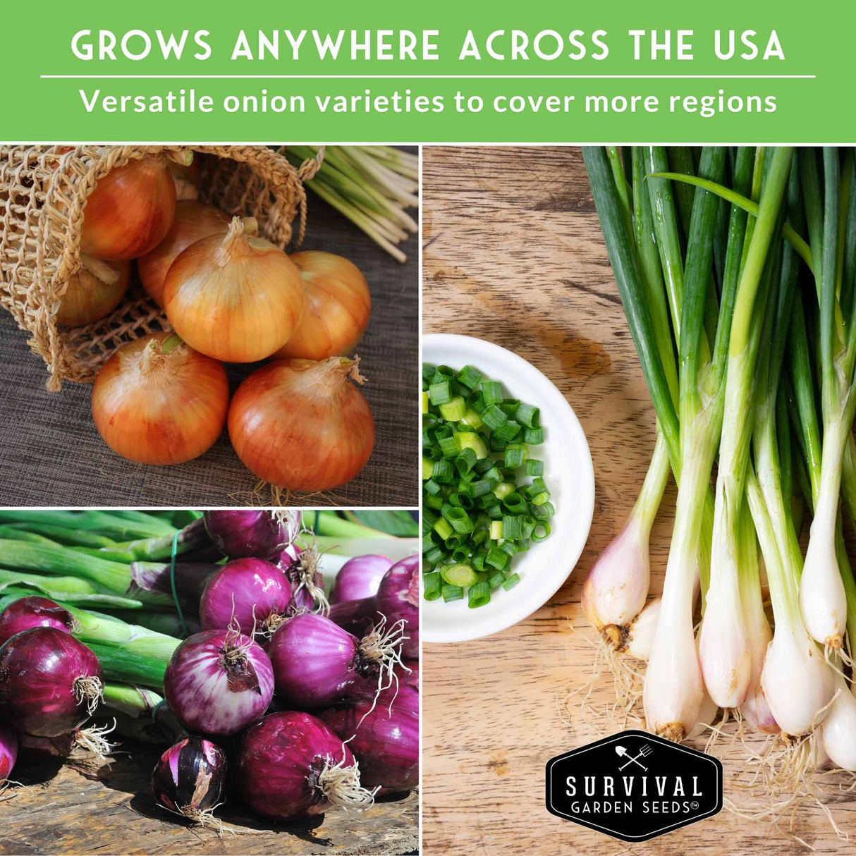 Collage of various onions with text about versatile onion varieties and Survival Garden Seeds logo.