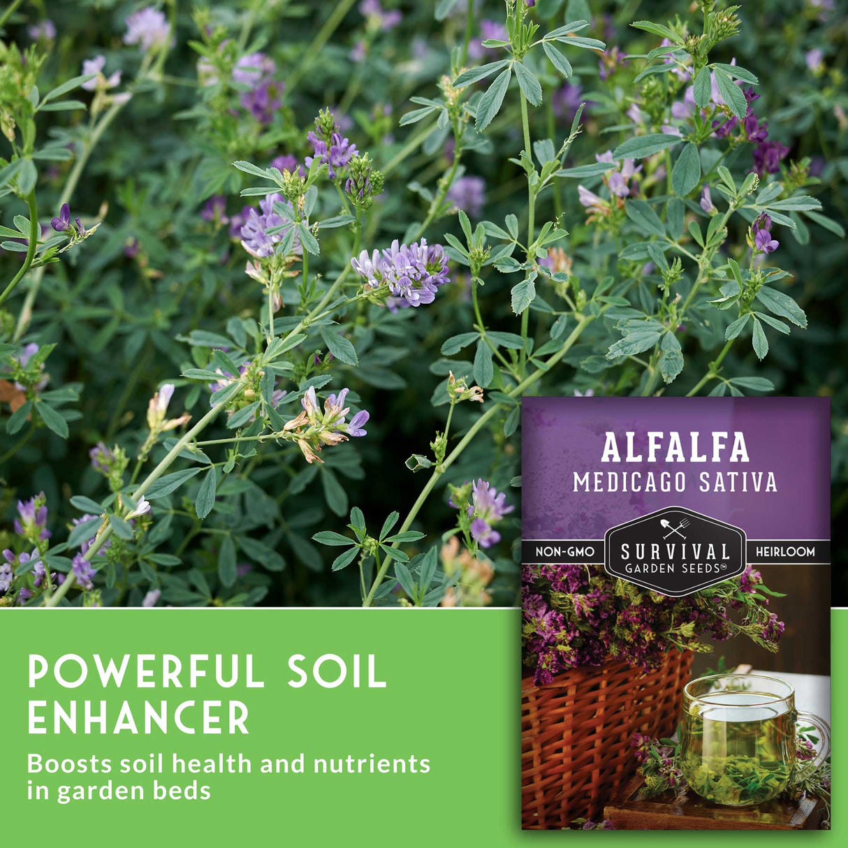 Alfalfa plant with Survival Garden Seeds packaging and text about soil enhancement.