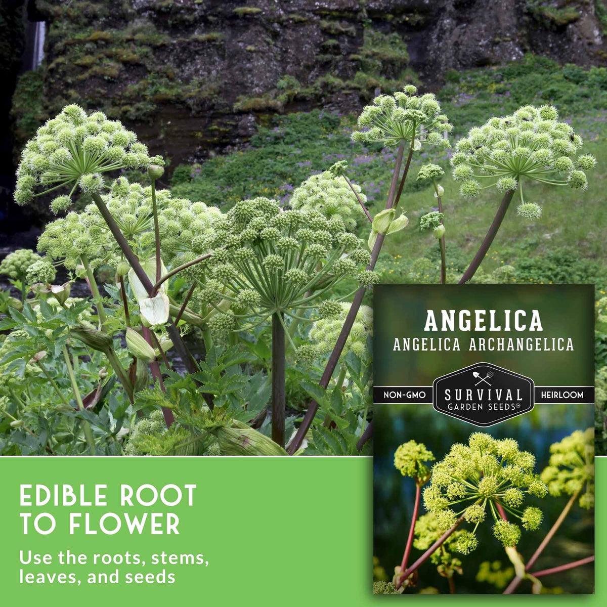 A large green Angelica plant with umbel flower clusters and leafy stems is shown outdoors against a mossy rock background, with a product label inset reading Angelica Archangelica and text stating edible root to flower.