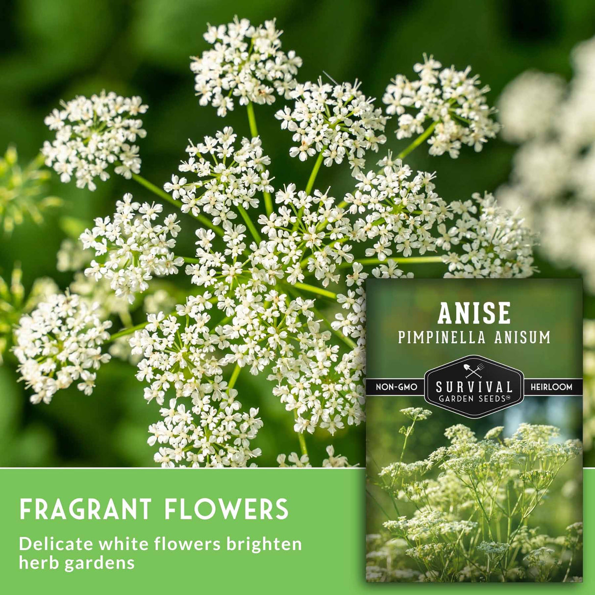 Seed packet for Anise (Pimpinella Anisum) herb seeds shown over a close-up photo of white anise flowers on green stems, with text reading 'FRAGRANT FLOWERS' and 'Delicate white flowers brighten herb gardens.'.