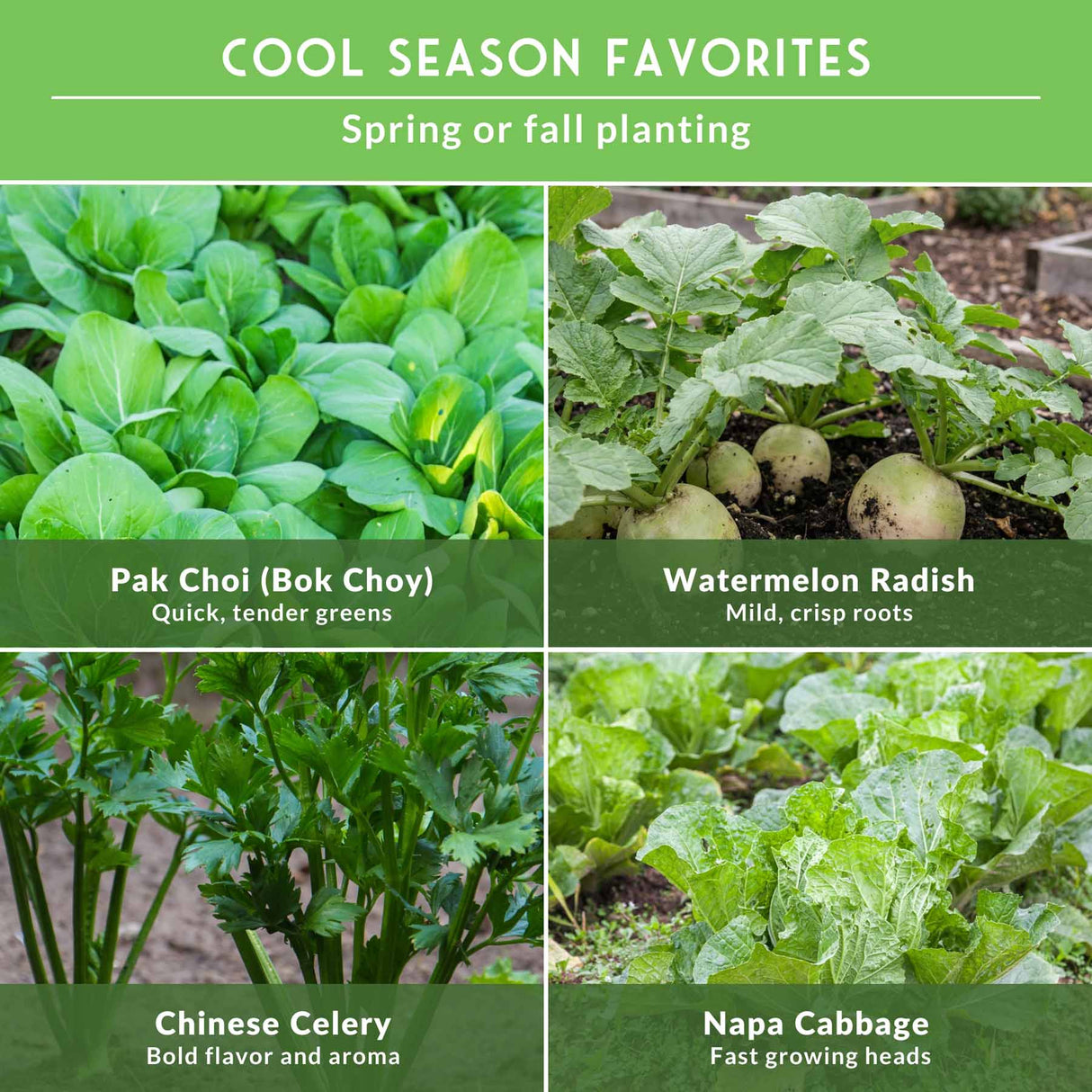 Collage of cool season vegetables with descriptions on a green background